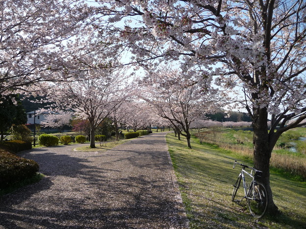 引地川親水公園の桜とレモン７