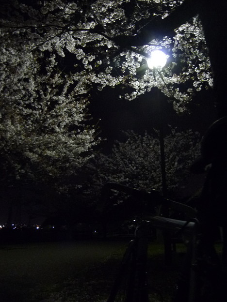 写真: 引地川親水公園の桜とレモン８