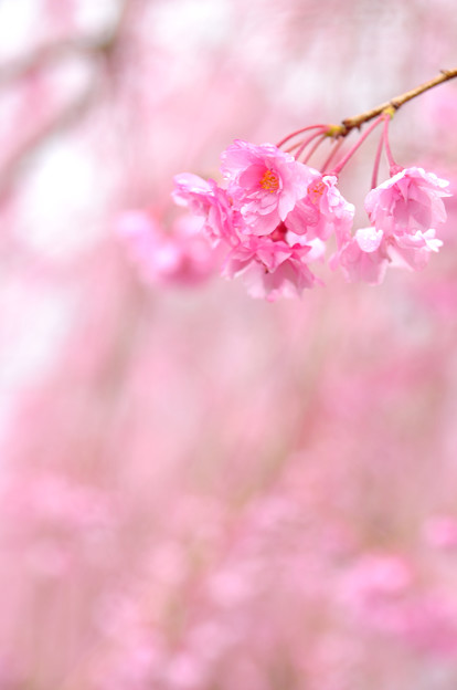 桜の写真、まだありました