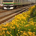 写真: 黄色の花道