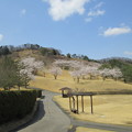 写真: 足利城ゴルフ倶楽部1番ホールの桜