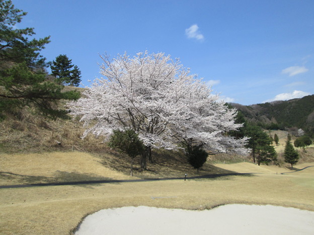 写真: 足利城ゴルフ倶楽部５番Ｈセカンド地点の大桜！！