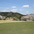写真: 足利城ゴルフ倶楽部の５番Ｈグリーン奥から見た桜