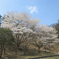 写真: 足利城ゴルフ倶楽部８番ショートホールのグリーン奥の桜