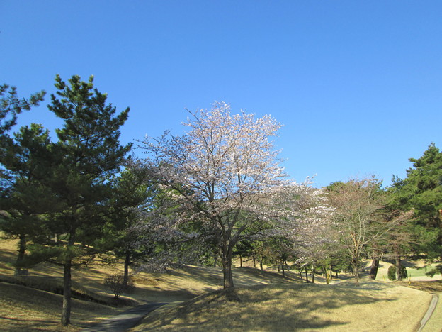 写真: 足利カントリークラブ飛駒コース１０番の桜2014.4.5太陽ゴルフサービス撮影