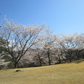 写真: 足利カントリークラブ飛駒コース16番の桜2014.4.5太陽ゴルフサービス撮影
