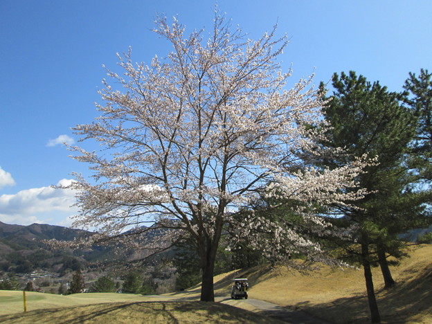 写真: 足利カントリークラブ飛駒コース18番の桜2014.4.5太陽ゴルフサービス撮影