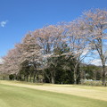 写真: 足利カントリークラブ飛駒コース3番の桜2014.4.5太陽ゴルフサービス撮影