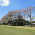 足利カントリークラブ飛駒コース3番の桜?2014.4.5太陽ゴルフサービス撮影