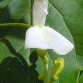 ナタマメの白い花