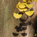 写真: 生きた化石の巨樹黄葉