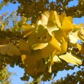 写真: 瑠璃山の黄葉