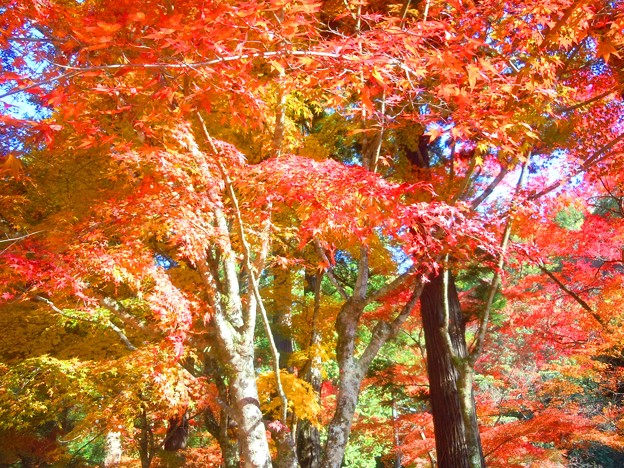 写真: 佛通寺の紅葉は見ごろを迎えていた。