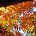 Photos: 伽藍堂の紅葉