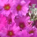 写真: 春の花ラッシュフラワー マラコイデス