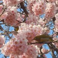 早咲きの桜に埋もれてメジロが２羽