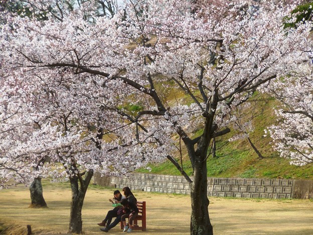 写真: 満開の桜の木の下で in 千光寺山