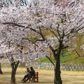 満開の桜の木の下で in 千光寺山
