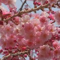 写真: 見上げれば「千垂の桜」 in 千光寺山