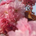 写真: ぼたん桜が見頃です in 千光寺山