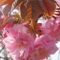 写真: ぼたん桜のころ in 千光寺山