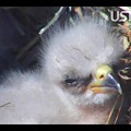 写真: 国鳥ハクトウワシの雛二羽が誕生しました♪ in 米国ミネソタ州