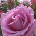 写真: ライトパープルな薔薇 in 福山ばら祭２０１３