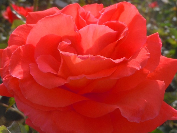 写真: オレンジピンクな薔薇の花
