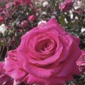 写真: セピア色の赤いバラ