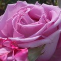 五月の薄紫色の薔薇