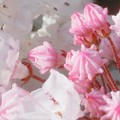 写真: カルミア金平糖の花
