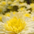白と黄色の菊の花♪