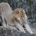写真: 安佐動物園　ライオン