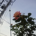写真: 薔薇と電柱