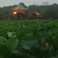 写真: 上野公園 蓮池 やっぱり一...
