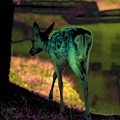 写真: 奈良 水辺の鹿 ソラリゼーション モドキ／デジタル