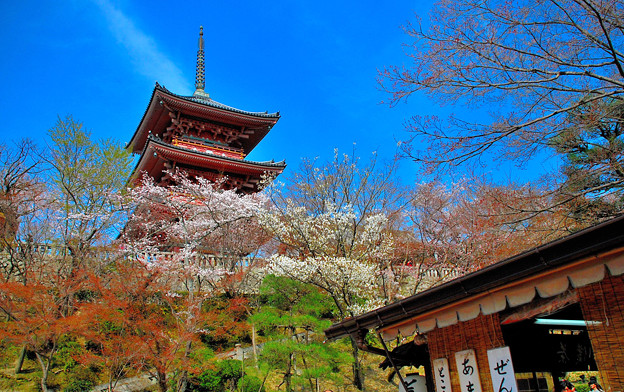 写真: 京の寺にも春麗ら