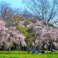 写真: 桜の下で楽しい会話