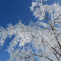 写真: 樹氷