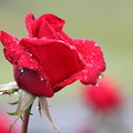 写真: 雨の日の薔薇