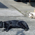 写真: 021a2_アンリとゴンと子猫（2）