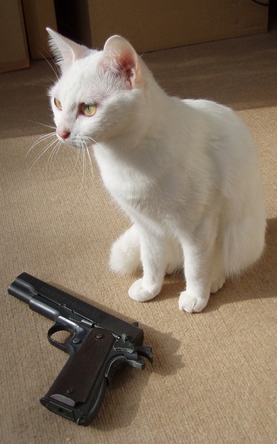 021c_a cat with a gun