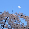 写真: 京都御苑12