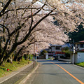 写真: 山中渓の桜１