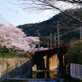 写真: 山中渓の桜２