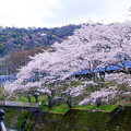 写真: 山中渓の桜３