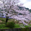 写真: 山中渓の桜４