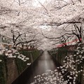 写真: 2013.3.25　目黒川の桜　中目黒駅から上流へ４つめの橋