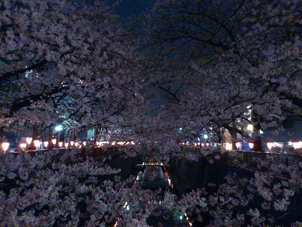 写真: 2013.3.26　目黒川の夜桜