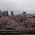 写真: 2013.3.30　中目黒駅ホームから撮った目黒川の桜